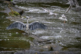 Pano_2017-807